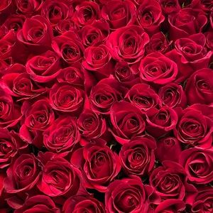 Meet your Posher, Dalila